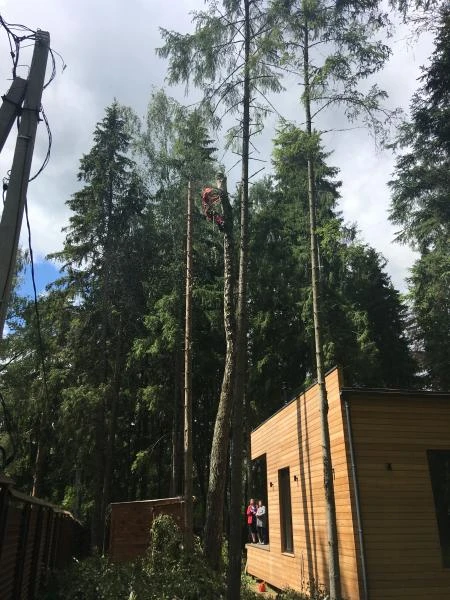 Фото Удаление деревьев
