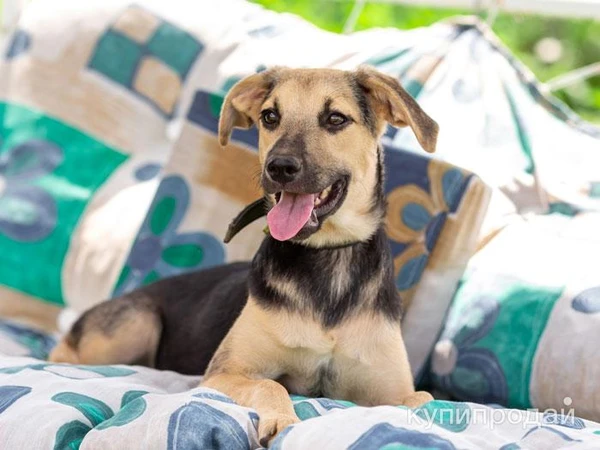 Фото Милашка Глория, ласковая игривая домашняя собачка в добрые руки