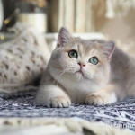 Фото №4 Британская девочка Виолетта