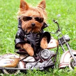 Фото №2 Передержка животных;)