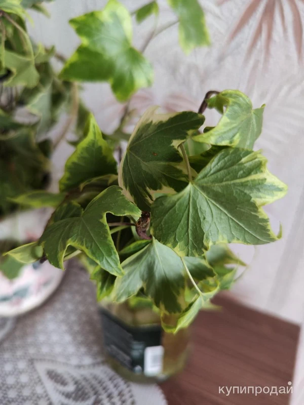 Фото Плющ комнатный Хедера