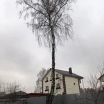Фото №3 Спил, Удаление, Обрезка деревьев, Расчистка участков