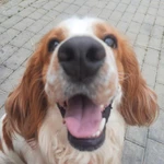 Фото №3 Русский спаниель