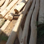 Фото №4 Акация Робиния бревна окоренные от производителя.