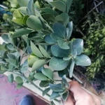 Фото №6 Самшит вечно зелёный. Цена за веточку.