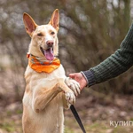 Фото №6 Щенок в добрые руки.