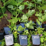 Фото №12 Малина летняя и ремонтантная 40 сортов