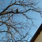 Фото №3 ВАЛКА СПИЛ ДЕРЕВЬЕВ. РАСЧИСТКА УЧАСТКОВ. В УСЛОВИЯХ ОГРАНИЧЕННОГО ПРОСТРАНСТВА.