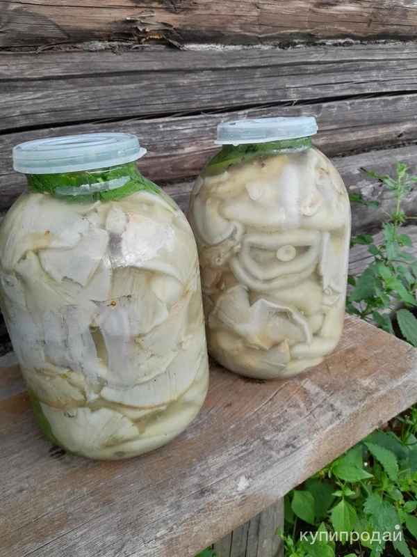 Фото Белый груздь