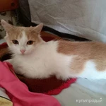 Фото №7 Молоденькая кошечка Белочка в добрые руки