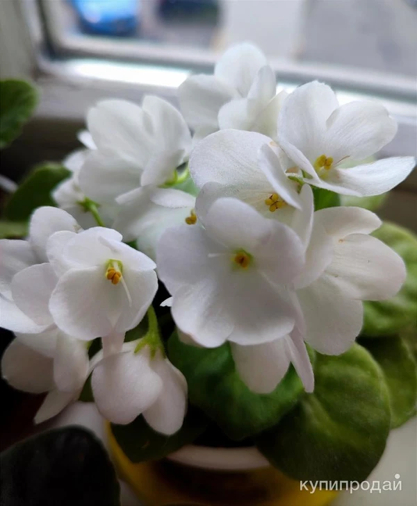 Фото Фиалки