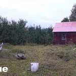 Фото №10 Покос высокой травы зарослей от 10 соток. Качество