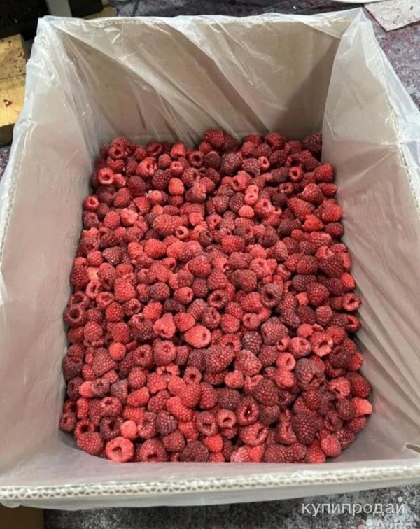 Фото Малина оптом