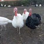 Фото №5 Индюки