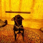 Фото №4 Kindergarten_for_dogs 