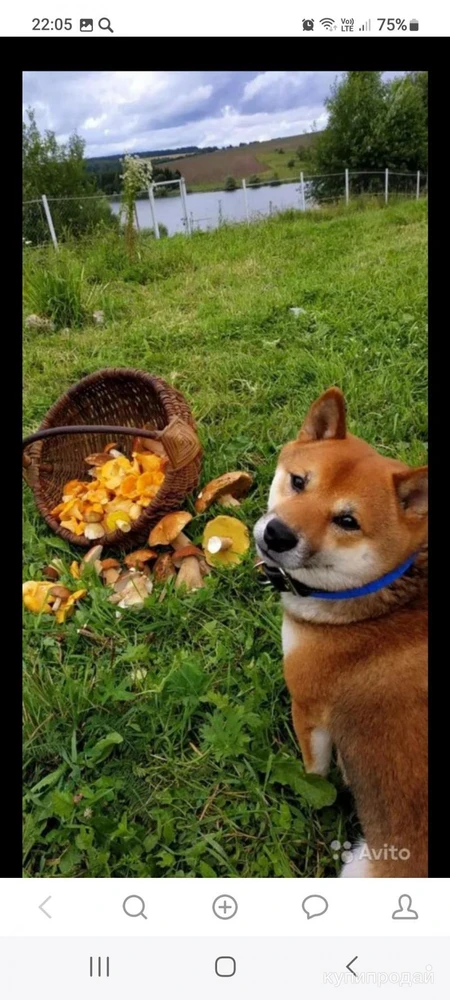 ВЯЗКА КОБЕЛЯ СИБА-ИНУ