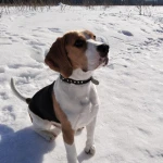 Фото №2 Кобель для вязки