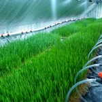 Фото №11 Сок ростков пшеницы - Витграсс