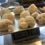 Фото №10 Грибы, мицелий ежовика гребенчатого (гериций, львиная грива, ямабушитаке)