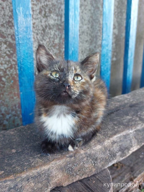 Фото КОТЯТА. Ваш комочек счастья )