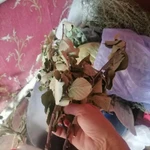 Фото №2 Веточки вишни с листьями.