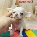 Фото №3 Щенки той терьер