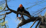 фото Спил деревьев любой сложности