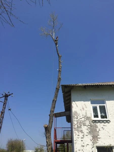 Фото Спил деревьев любой сложности