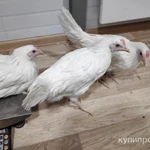 Фото №4 Куры несушки