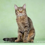 Фото №3 Кошечка в добрые руки