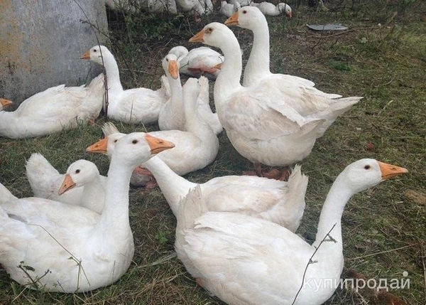 Фото Продам мясо гуся