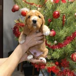 Фото №5 щенки английского кокер спаниеля