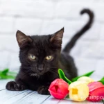 Фото №6 Черный котик Шухер