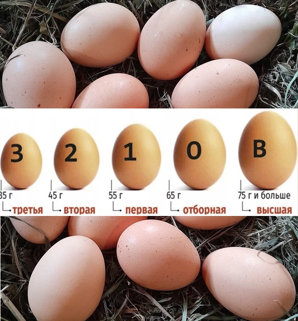 Фото Домашние Яйца Мясо Утка Курица Кролик