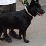 Фото №5 Элитные щенки ВЕО