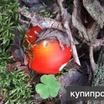 Фото №4 грибы