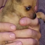 Фото №4 Продам щенков.