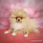 Фото №2 Померанский шпиц девочка.