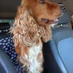 Фото №2 щенки английского кокер спаниеля