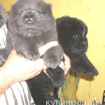 Фото №2 Щенки чау-чау