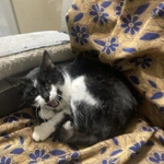 Фото №2 Отдам кошку в хорошие руки