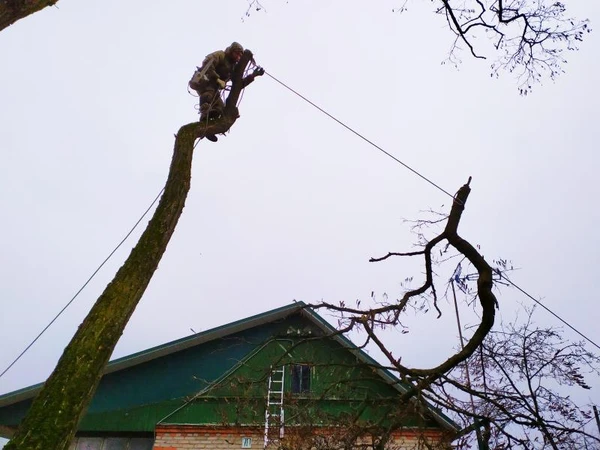 Фото Спилить Удалить Срубить дерево в Балабаново