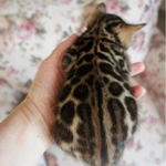 Фото №3 Бенгальские котята - мальчики и девочки