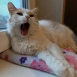 Фото №10 Молоденькая кошечка Белочка в добрые руки