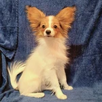 Фото №2 Ярко-рыжий мальчик папийона