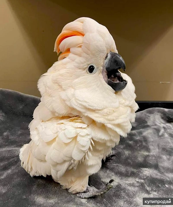 Фото Молуккский какаду (Cacatua moluccensis) - ручные птенцы из питомника.