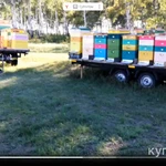 Фото №2 Мёд, трутневой гомогенат, маточное молочко