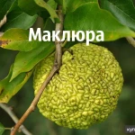 Фото №2 Плоды Маклюры (Адамово яблоко)