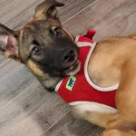 Фото №3 Отдам щенка в хорошие руки совершенно бесплатно