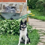 Фото №3 Красавец и умница Норд в дар